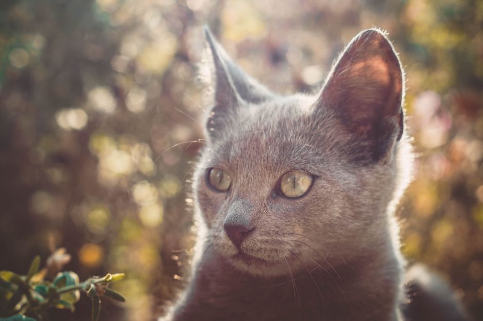 Chat en bonne santé au soleil
