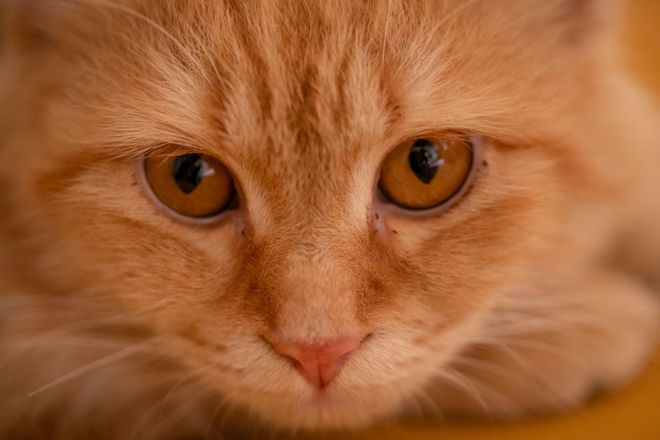Gros plan sur les oreilles d'un chat