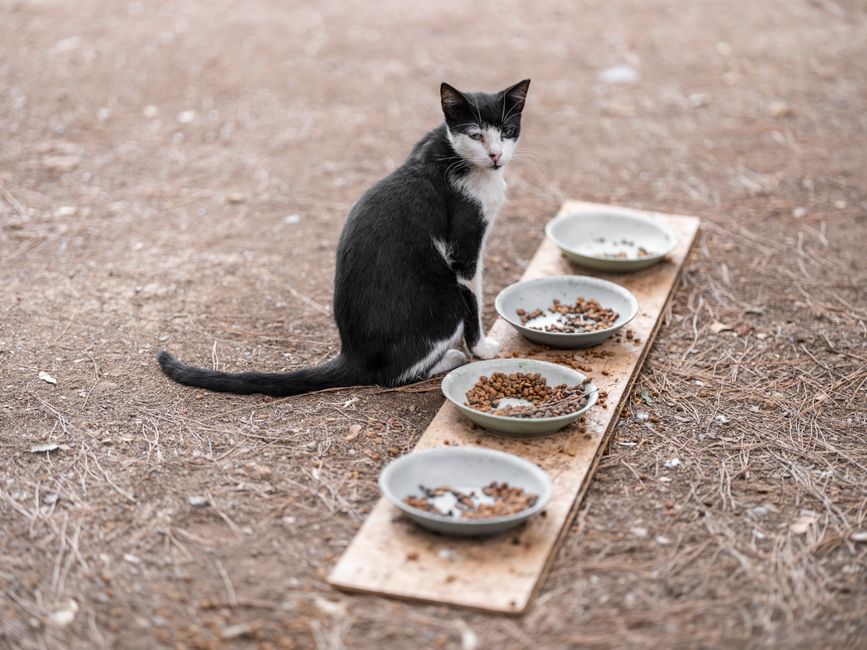 Chat mangeant dans sa gamelle