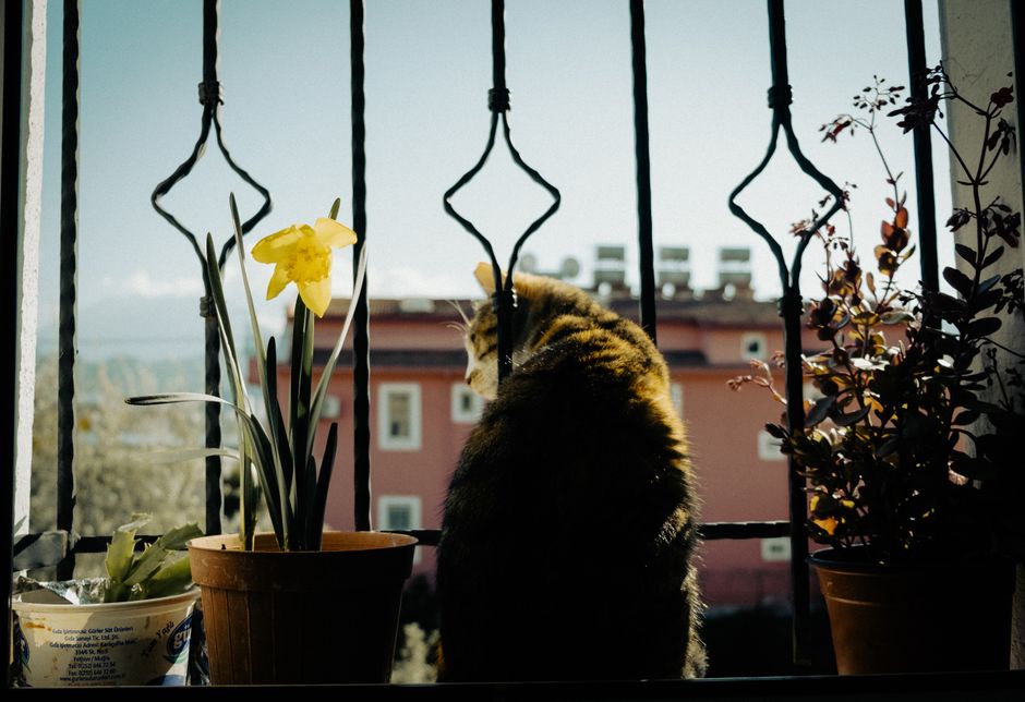 Chat sur un balcon