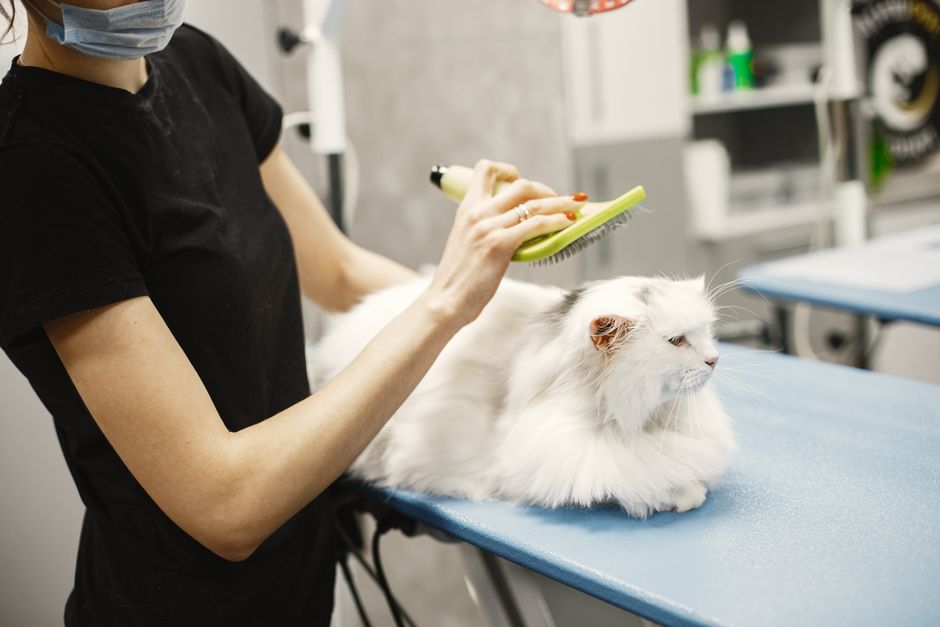 Chat brossé lors de son toilettage