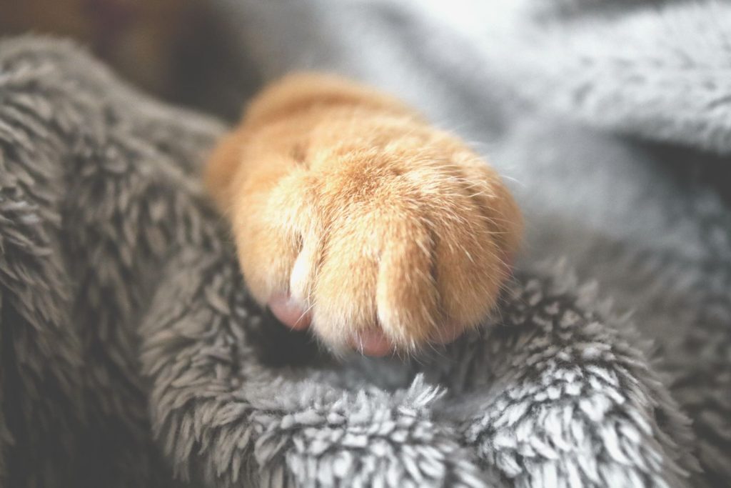 Gros plan sur les pattes et les griffes d'un chat